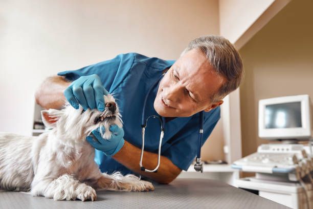 Best Emergency Care for Gum Disease in Elmore, OH